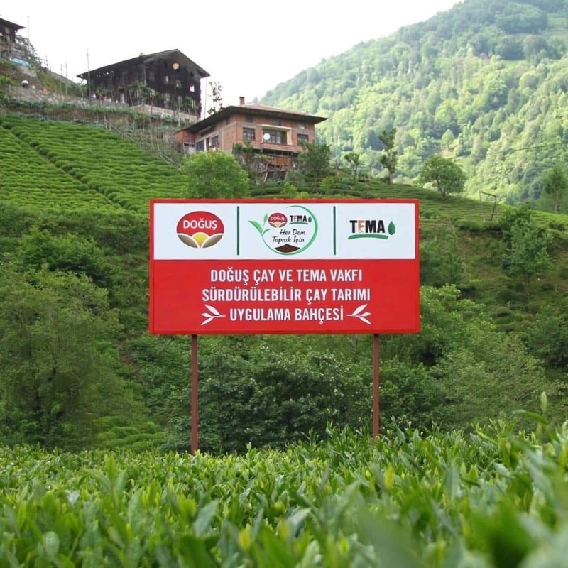 Doğuş Çay ve TEMA Vakfı’ndan Sürdürülebilir Çay Tarımı İçin Ortak Adım